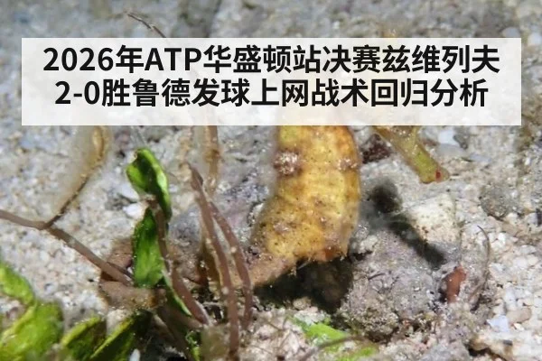 2026年ATP华盛顿站决赛兹维列夫2-0胜鲁德发球上网战术回归分析